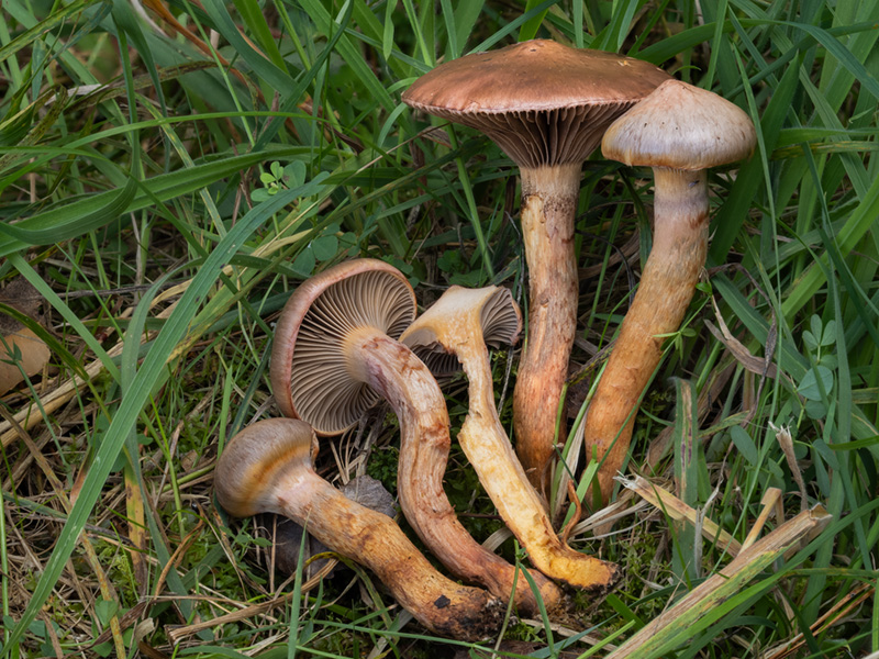 Chroogomphus rutilus